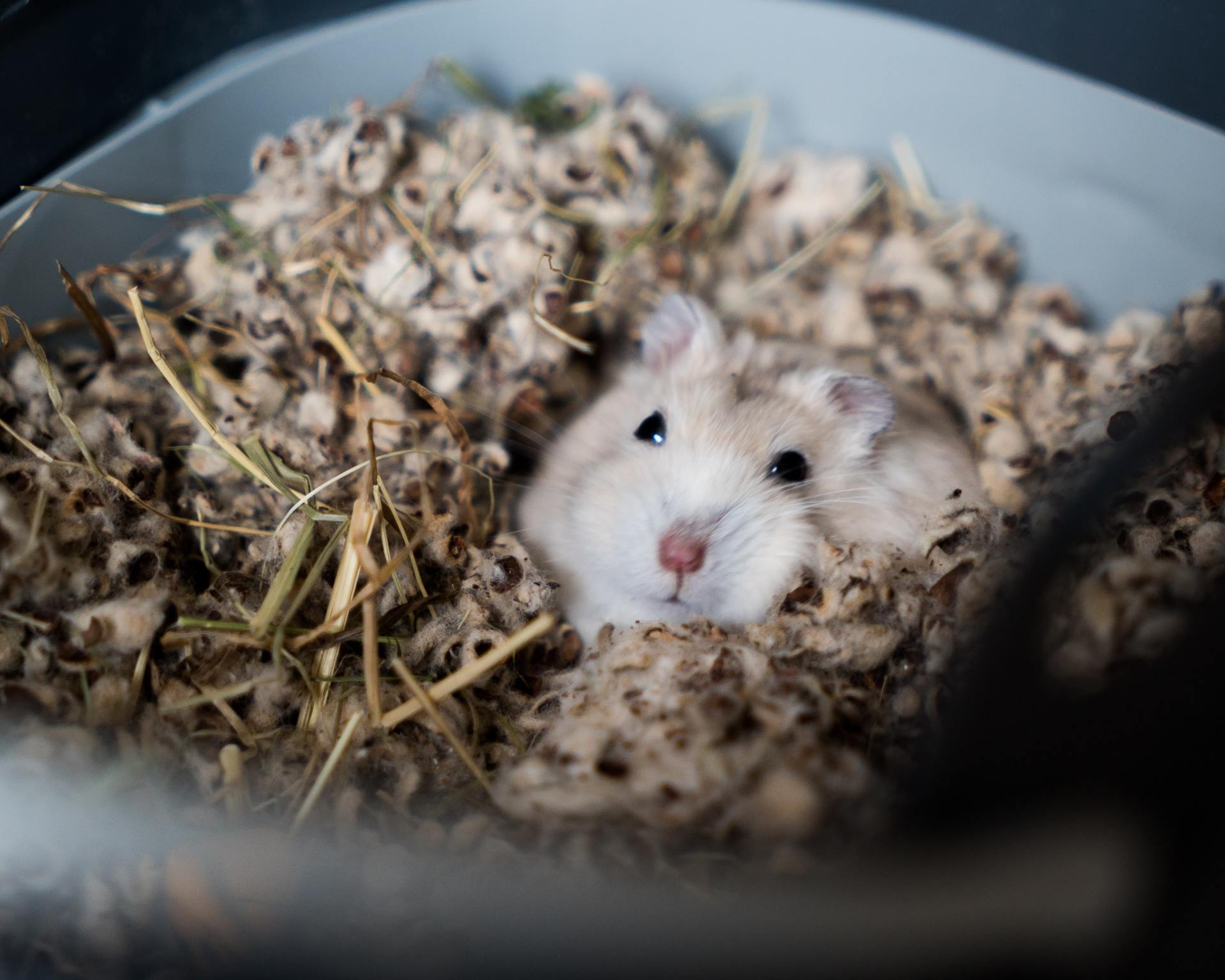 hamsteri pori kasvattaja myydään poikasia talvikko syyrialainen kääpiöhamsteriporissa eläinkauppa lemmikki
