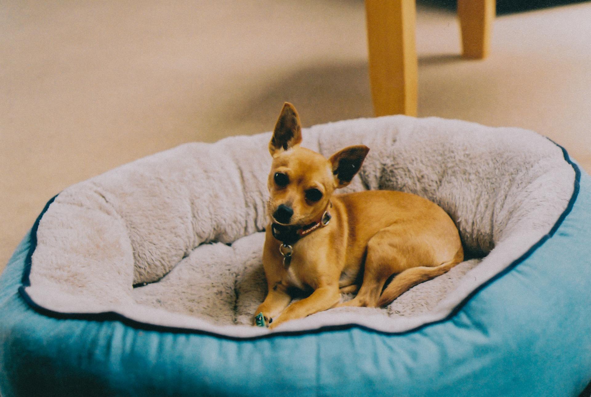 Petits animaux de compagnie acceptés