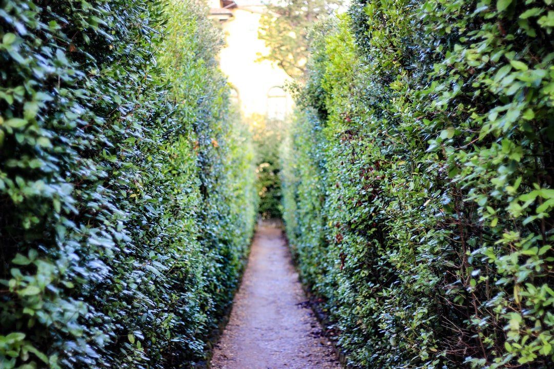 Intérieur d'un labyrinthe faite d'une haie