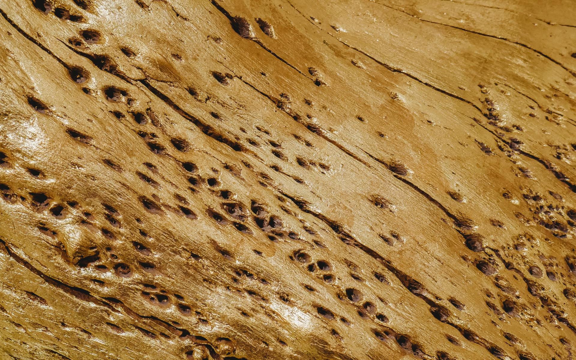 Présence termites