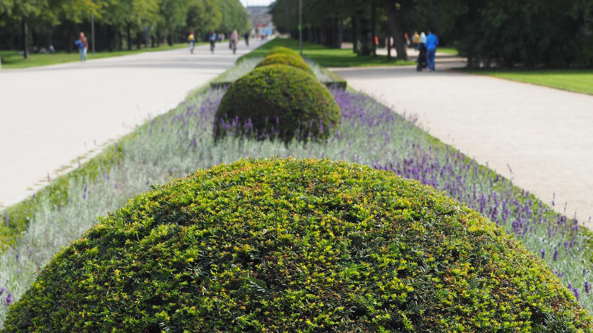 Buissons ronds dans l'allée d'un parc