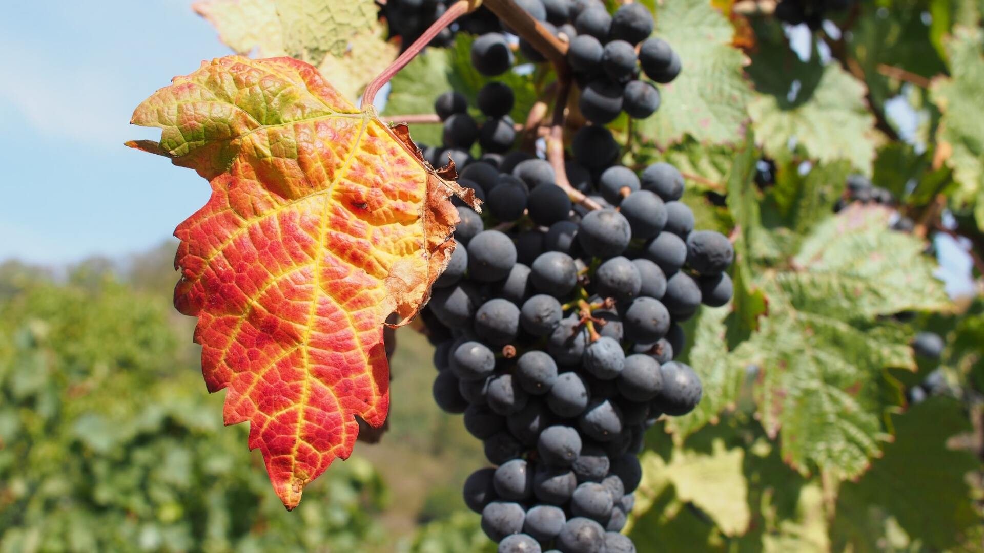 L'effeuillage de la vigne