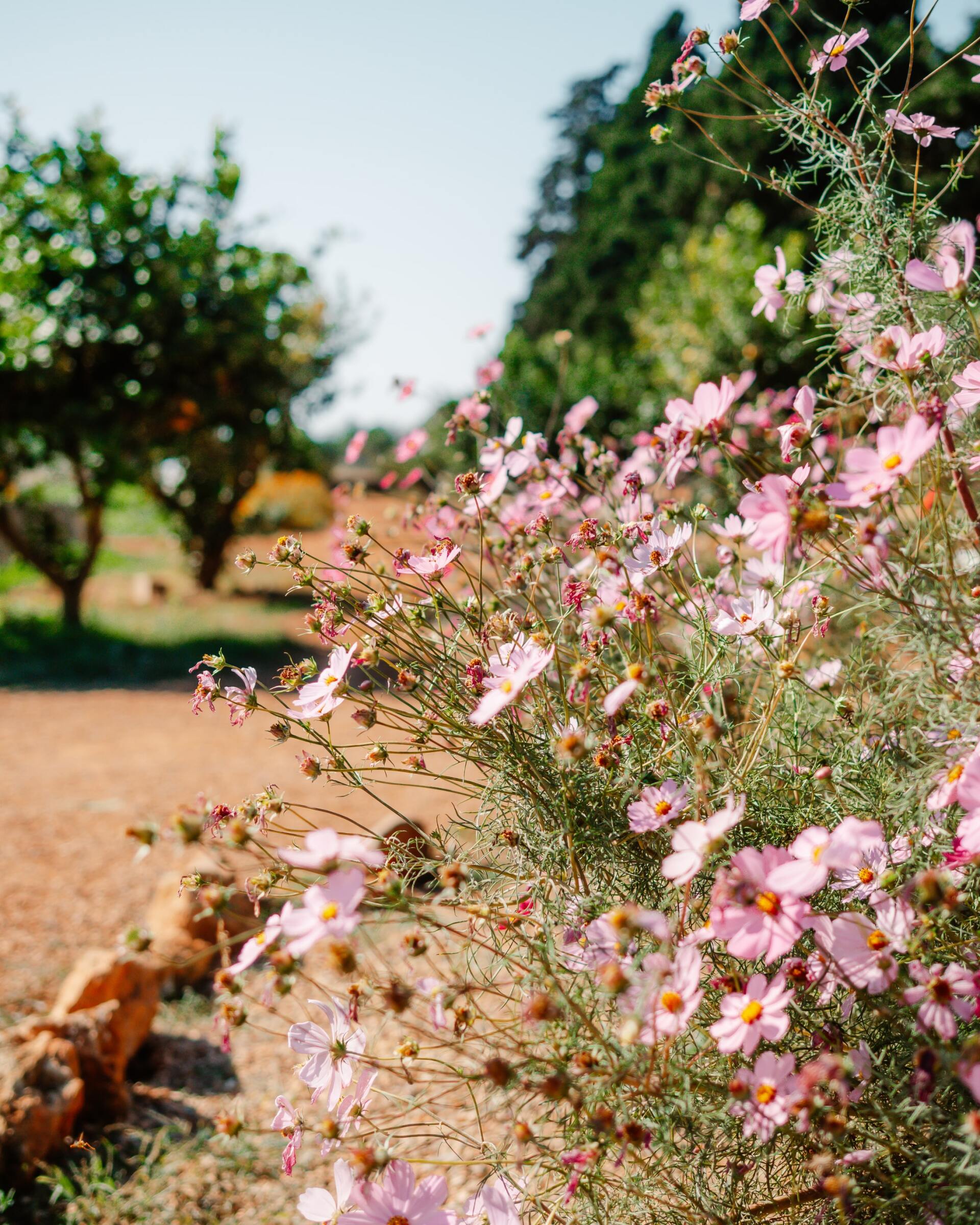 Cosmos - fleurs annuelles