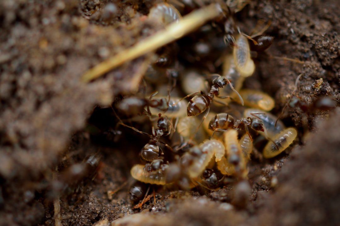 Nid de termites