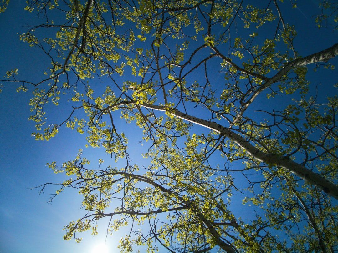 Branches d'arbres