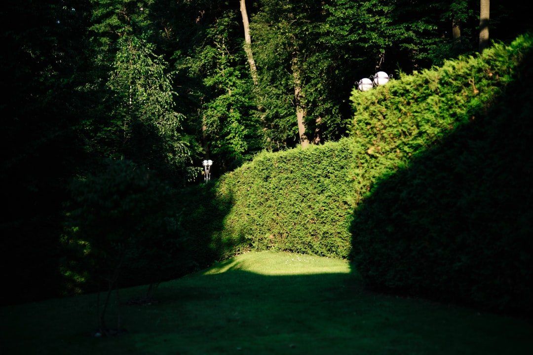 Buisson